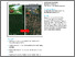 [thumbnail of Extreme rainfall further endangers the world’s rarest great ape.pdf]